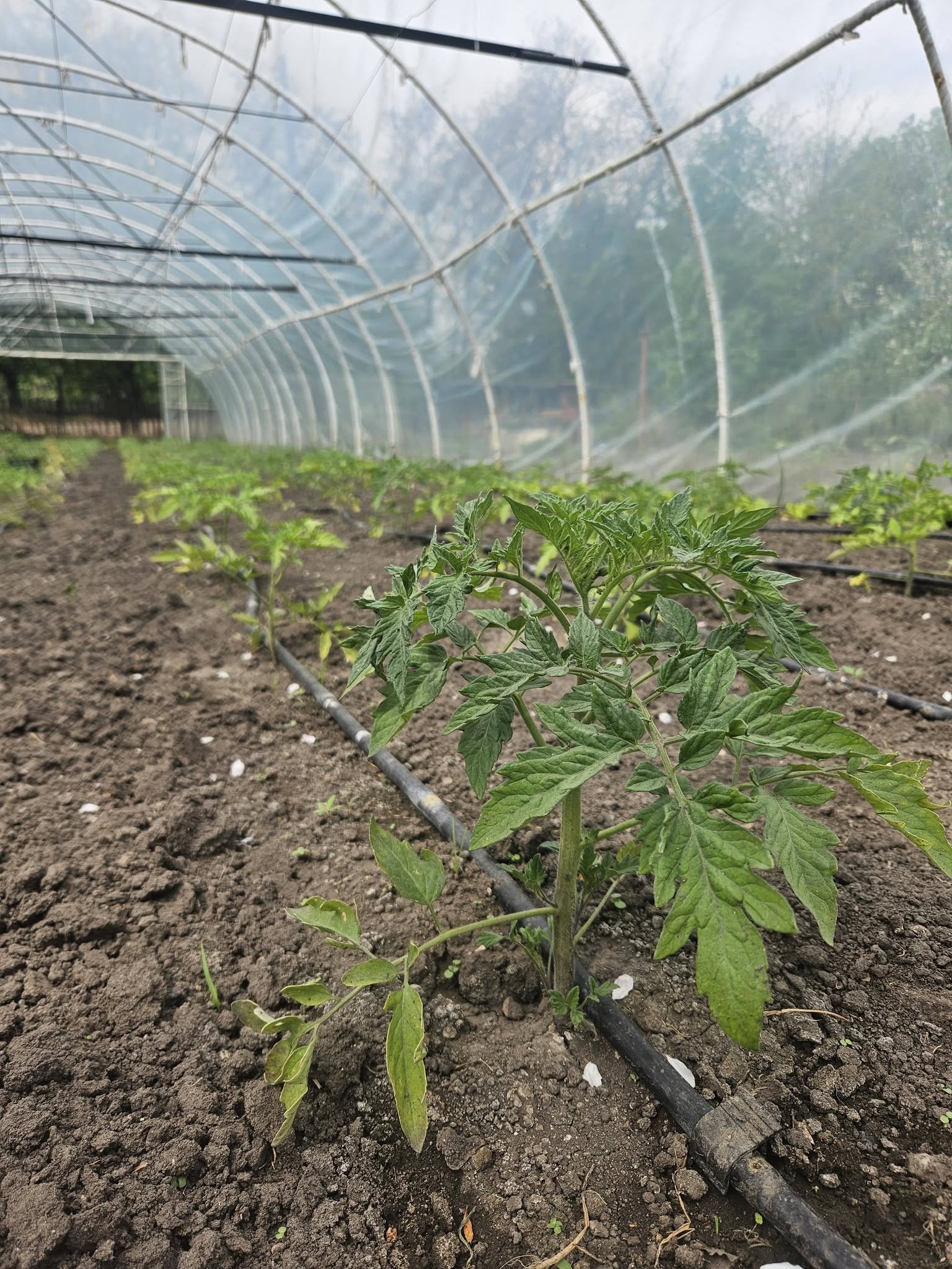 Uprawa pomidorów w tunelu foliowym Ośrodka
